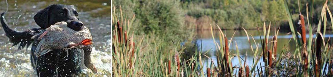 Duckhunting